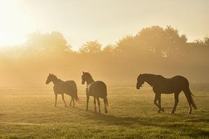Paarden in de Gouden Mist van Charlene van Koesveld