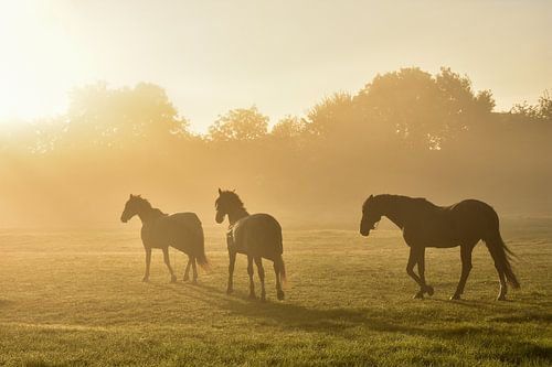 Chevaux dans le brouillard doré