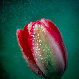 Tulp met regendruppels van Erwin Floor