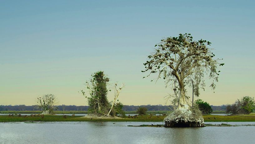 Ungewöhnliche Natur in Malawi von Natuurpracht   Kees Doornenbal