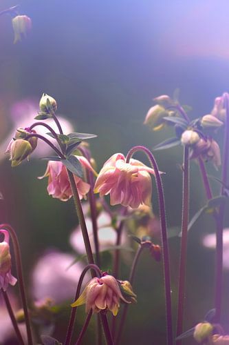Fleurs d'ancolie Vintage - rêveur (rose)