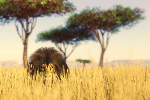 Jagender Löwe im hohen Gras