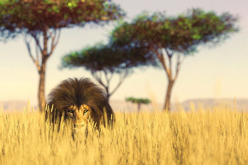Jagender Löwe im hohen Gras von Arjen Roos