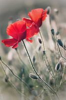 Mohnblumen in Grün-Grau 3