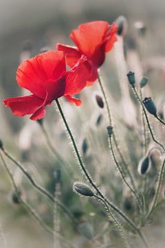 Coquelicots en vert gris 3 sur Patricia van Kuik