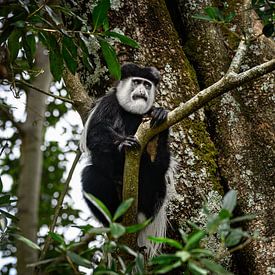 Beautiful black and white fringe monkey in nature by Chi
