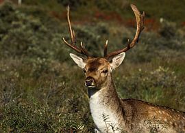 natur van richard admiraal