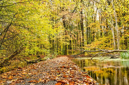 Walkbridge in the forest