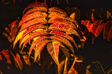 feuilles colorées du penné de Sibérie sur Dieter Walther