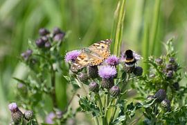Hommel en vlinder op roze distel