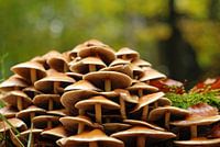 Pilz.