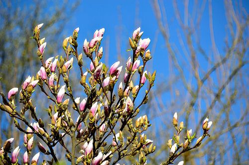Waar magnolia groeit