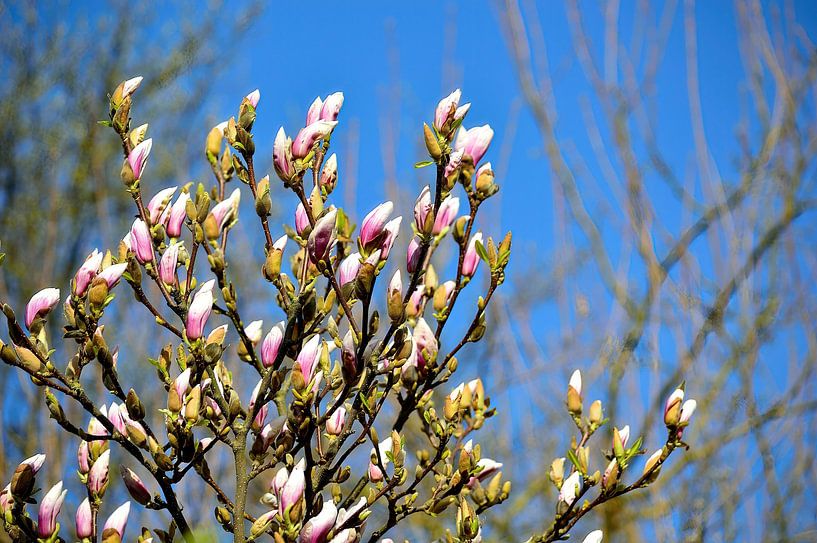 Where Magnolia grows by Frank's Awesome Travels