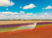 Tulpen in een veld dat besproeid wordt door een landbouwsproeier van Sjoerd van der Wal Fotografie thumbnail