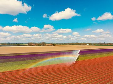 Tulpen auf einem Feld, das mit einer landwirtschaftlichen Beregnungsanlage besprüht wird von Sjoerd van der Wal Fotografie