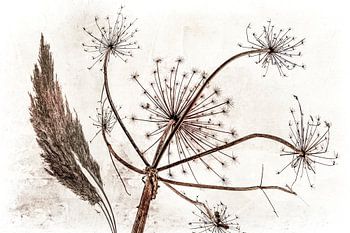 Freude im Wind Basic Japandi 1