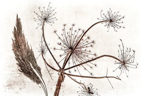 Freude im Wind Basic Japandi 1