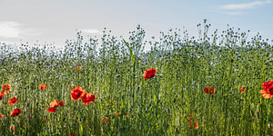 Mohnblumen in einem Flachsfeld