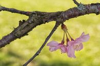 Branch with blossom by Moetwil en van Dijk - Fotografie thumbnail