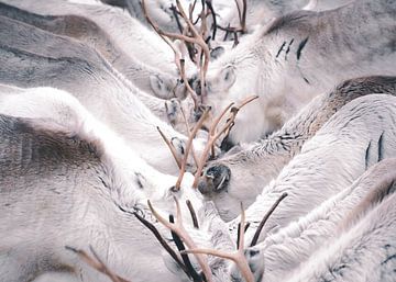 Group of reindeer | travel photography print | Lapland Finland by Kimberley Jekel