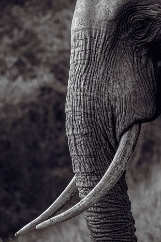 Elephant portrait vintage by Beeldpracht by Maaike