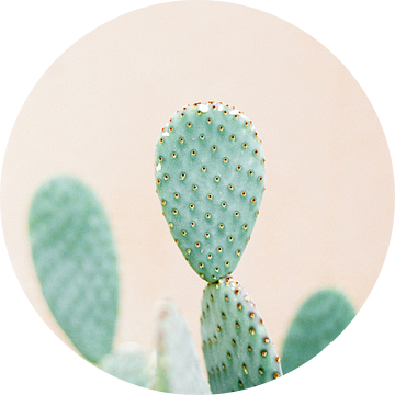 Cactus print | Perfect voor in een botanisch interieur | Groen en zacht oranje | Pastel foto print v van Raisa Zwart