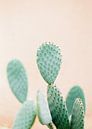 Empreinte de cactus Parfait pour un intérieur botanique Vert et orange tendre Pastel photo print pou par Raisa Zwart Aperçu
