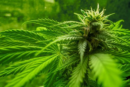 Bloeiende cannabisplant