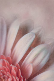 Macro d'une gerbera rose pastel rêveuse dans un style vintage tout en douceur sur Natalia Gebauer Studio