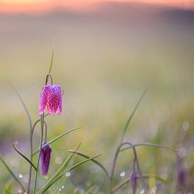 Kiervitsbloem in the field by Michel Knikker