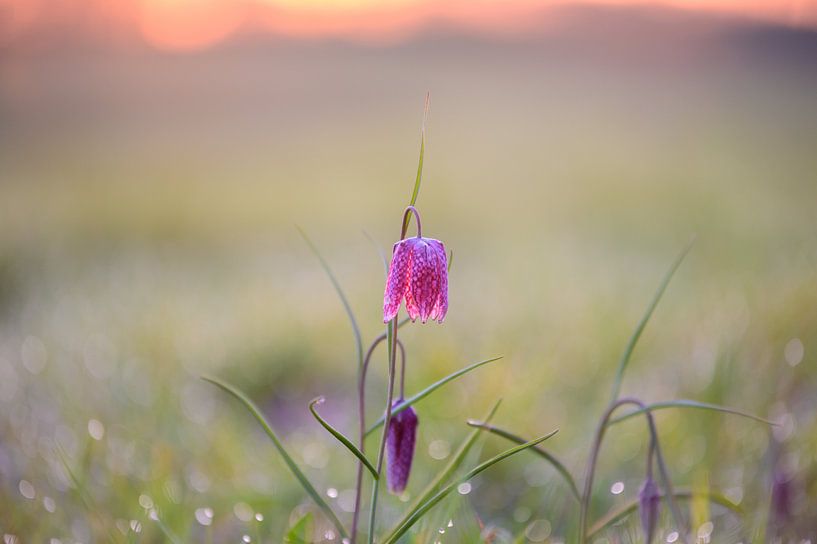Kiervitsbloem in het veld van Michel Knikker