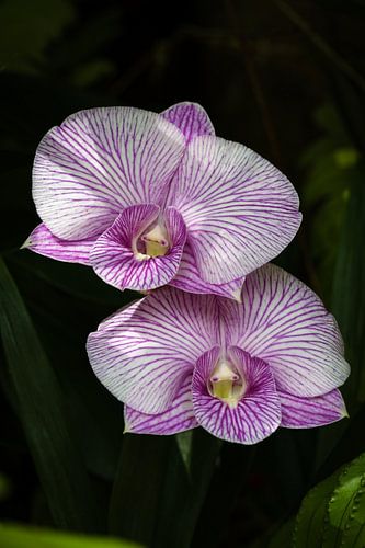 Exotische orchideeën met delicate patronen en verfijnde paarstinten
