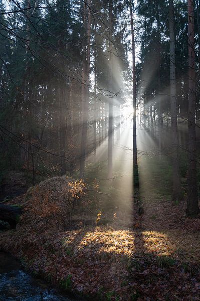 Winterlicht in het bos 3 van Heidemuellerin