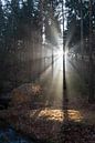 Winterlicht in het bos 3 van Heidemuellerin thumbnail