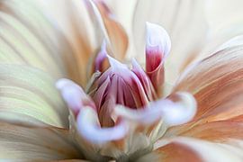 Pink Dream: The Elegance of the Dahlia by Nicole Schmidt