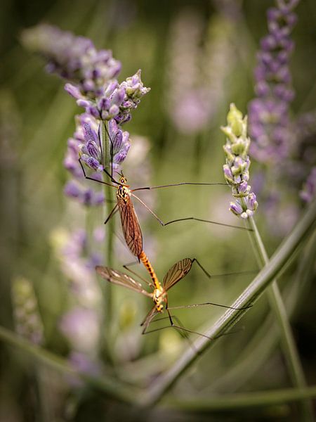 Long-legged mosquitoes by Rob Boon