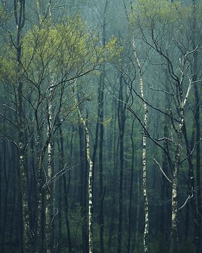 Mystieke sfeer in het bos van fernlichtsicht