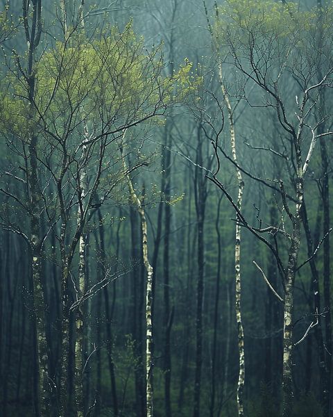 Mystische Stimmung im Wald von fernlichtsicht