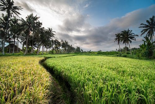 rijstvelden op Bali, Indonesië - 3