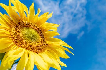 Zonnebloem van Ron van der Stappen