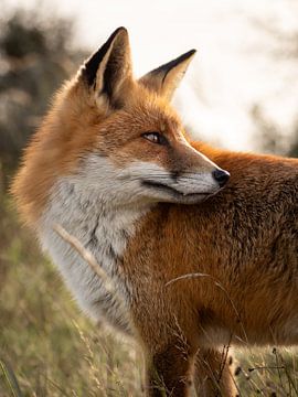 Seitenporträt eines Fuchses von Kayleigh Heppener