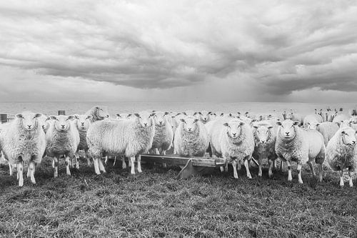 schapen in zwart wit