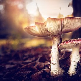 paddenstoel vliegenzwam van Jitske Cuperus-Walstra