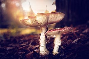 Champignon amanite tue-mouche sur Jitske Cuperus-Walstra