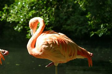 Flamingo#3 van EnWout