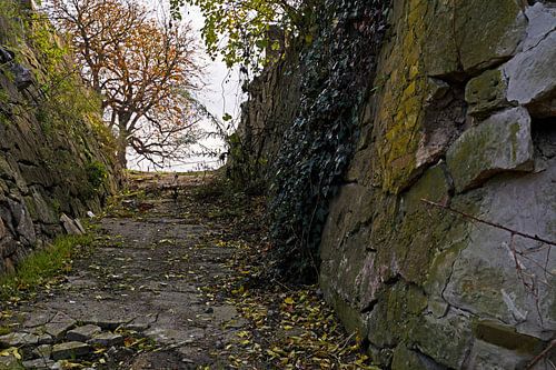 Rotsmuur met klimop in Halle Saale in Duitsland
