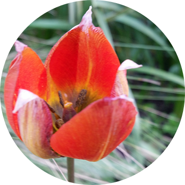 rode tulp in bloei van Mr.Passionflower