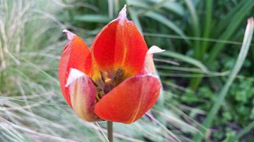 rode tulp in bloei van Lucas Joël Smeenge