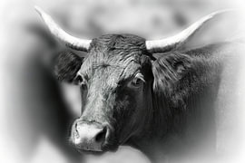 Vache sur Evert Jan Looise