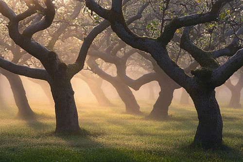 Verger de pommiers dans la brume du matin